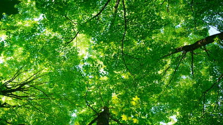 Reworld™ Camden Plants Trees for Earth Day