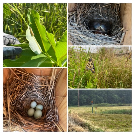 Blue Birds Living at Covanta Montgomery