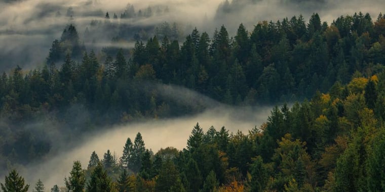 smoky forest